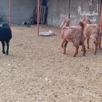 بزغاله بره|حیوانات مزرعه|پیشوا, |دیوار