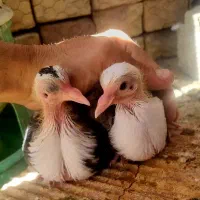 جفت جوجه کربلایی پرشی