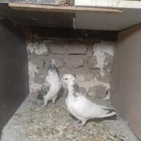 کبوتر پرشی|پرنده|کرج, اسلام‌آباد|دیوار