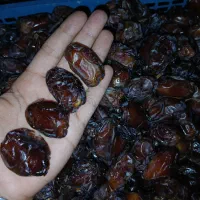 خرمای کبکاب و برحی و بریم