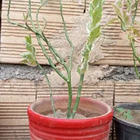 گل شاداب