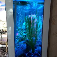 آکواریوم|ماهی|محمدیه-قزوین, |دیوار