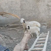 میش دورگ سیستانی با بره|حیوانات مزرعه|زابل, |دیوار