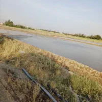 اجاره زمین کشاورزی|اجارهٔ دفتر صنعتی، کشاورزی، تجاری|مرودشت, رامجرد یک|دیوار