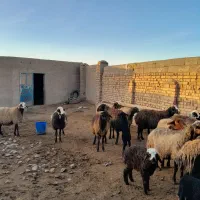 بره و میش|حیوانات مزرعه|بشاریات, |دیوار