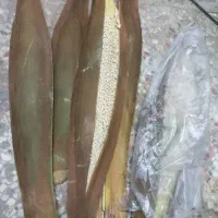 لقاح یاهمون گرده نخل