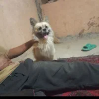 دزدیده شده|حیوانات|اسفراین, |دیوار