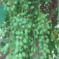 غوره عسگری