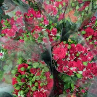 رز ممتاز از ۴۵۰ تا ۷۵۰|گل و گیاه طبیعی|شیراز, اکبر آباد|دیوار