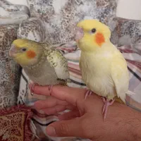 2عدد عروس هلندی