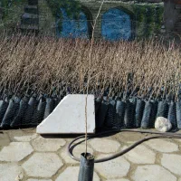 فروش نهال پسته باکیفیت و تایید ای جهاد کشاورزی