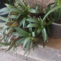 گل های شاداب و سرحال