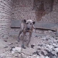 واگذاری سگ دورشت|سگ|کاشمر, |دیوار