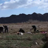 اجاره-محصول-مزرعه-هویج-قمی