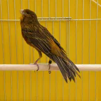 قناری نر قرص قلدر خوش دهن|پرنده|فردیس, فردیس|دیوار