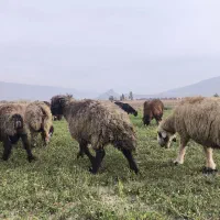 شیشک و میش داشتی|حیوانات مزرعه|فیروزآباد (فارس), |دیوار