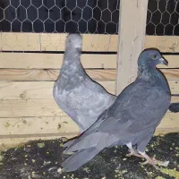 کبوتر|پرنده|گنبد کاووس, |دیوار