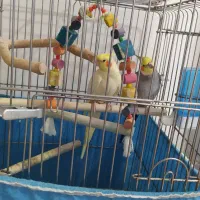 عروس هلندی سخنگو مولد
