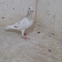 هفرنگ ماده سالم