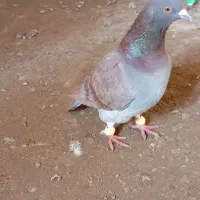 کبوتر|پرنده|اسفراین, |دیوار