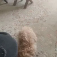 پودل کراس امشب ۳۵۰۰|سگ|پرند, فاز ۶|دیوار