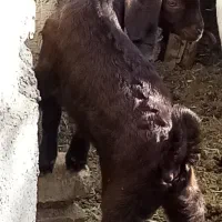 بزغاله ماده