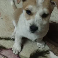 توله اشپیز|سگ|مشهد, رده|دیوار