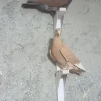 نر سوراخ