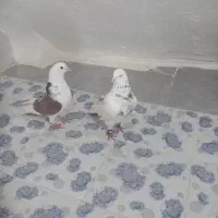 کبوتر یا کفتر