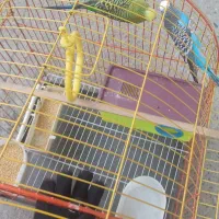 یک جفت مرغ عشق سالم و سرحال همراه قفس زیبا