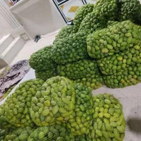 انبه کال درجه یک میناب