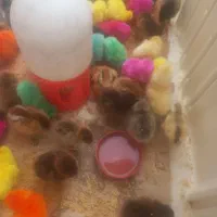جوجه محلی و رنگی در نی‌ریز