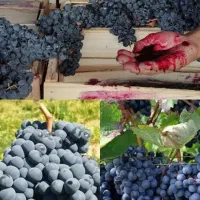 همه رقم|گل و گیاه طبیعی|جاجرم, |دیوار