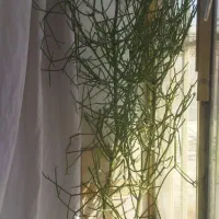 گل شاخ گوزنی