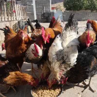 ۱۶ عددخروس ۷ماهه|حیوانات مزرعه|قلعه شاهین, |دیوار