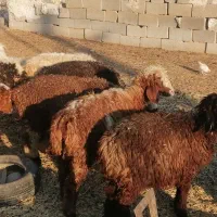 فروش 17 راس بره سبک پرواری و میش