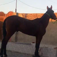 اسب نریان