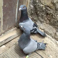 کفتر نرو ماده به شرط تخم و جوجه