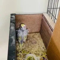 جفت مرغ عشق دوگُل با جوجه|پرنده|بندر ماهشهر, |دیوار