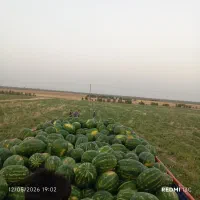 هندوانه .|خوردنی و آشامیدنی|سیجوال, |دیوار