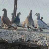 کفتر