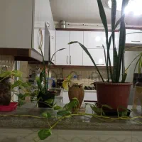 گل طبیعی|گل و گیاه طبیعی|درمیان, |دیوار