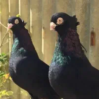 کبوتر زاغ ابادانی اسینم