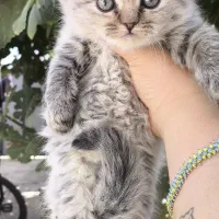 توله گربه نژاددار|گربه|شیراز, تندگویان|دیوار