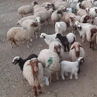 میش بره|حیوانات مزرعه|پلدختر, |دیوار