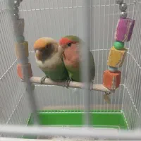 طوطی برزیلی