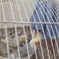 عروس هلندی