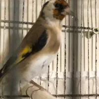 سهره جوجه نر