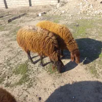 گوسفند چاق|حیوانات مزرعه|فاضل آباد, |دیوار