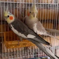 جفت عروس هلندی کار